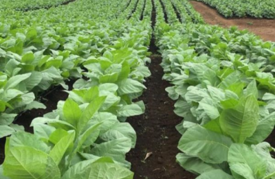 Plantacion-de-Tabaco-Ecuador-600x746 1