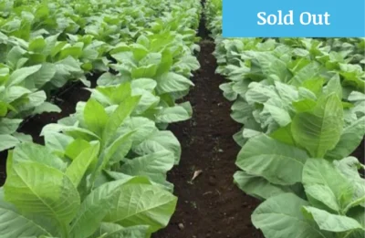 Plantacion-de-Tabaco-Ecuador Portada 1